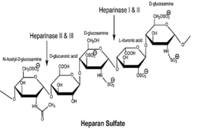 Heparin Sulfate